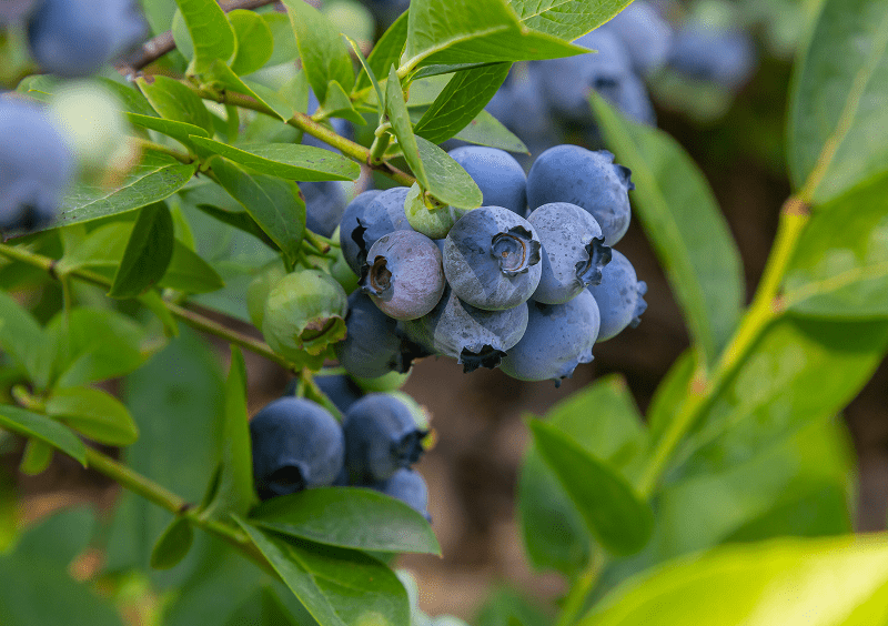 Fresh blueberries with green leaves