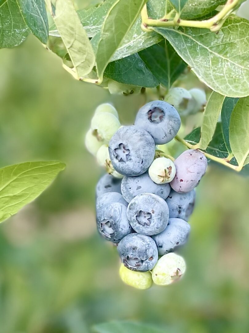 69c5e6d4060ff_Patriot