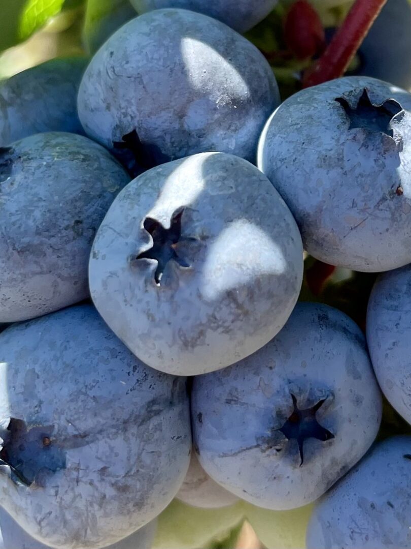 69c5e6e4a6180_Spartan