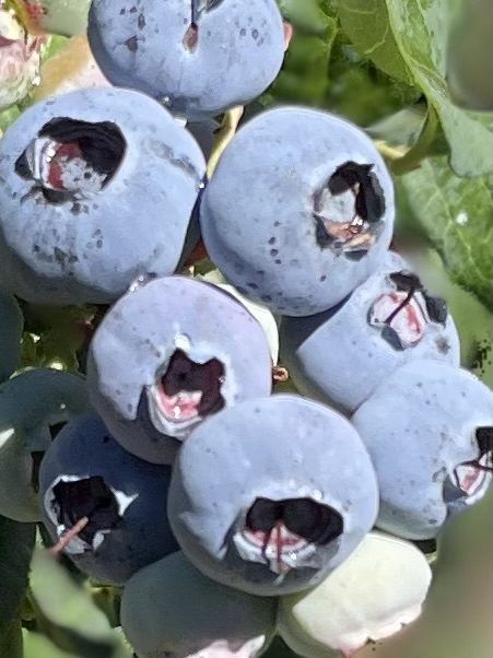 69c5e6f6d2067_Bluegold