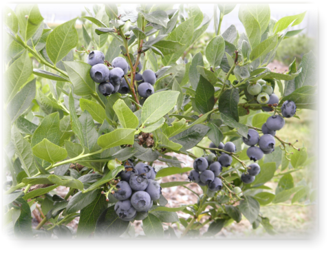 Cluster of ripe blueberries on bush